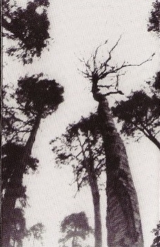 Ancestors Blood - When The Forest Calls (MC)
